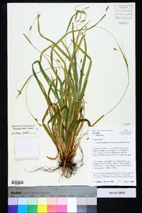 Carex laxiculmis image