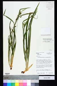 Carex laxiculmis image