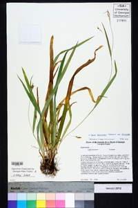 Carex laxiculmis image