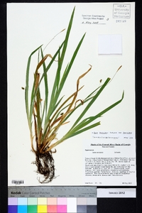 Carex laxiculmis image