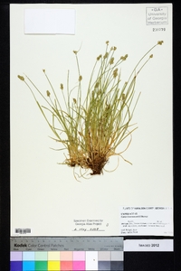 Carex leavenworthii image