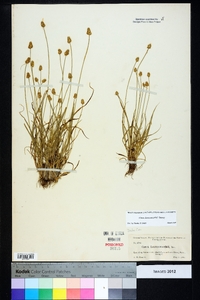 Carex leavenworthii image