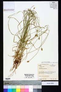 Carex leavenworthii image