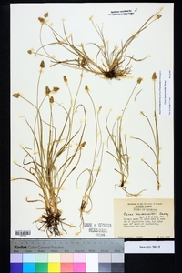 Carex leavenworthii image