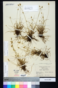 Carex leavenworthii image