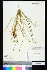 Carex leavenworthii image