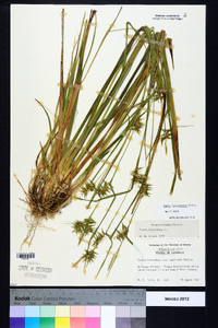 Carex lonchocarpa image