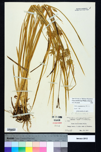 Carex lonchocarpa image