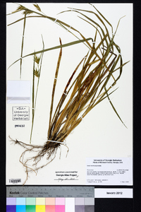 Carex lonchocarpa image