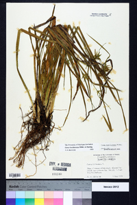 Carex lonchocarpa image
