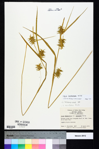 Carex lonchocarpa image