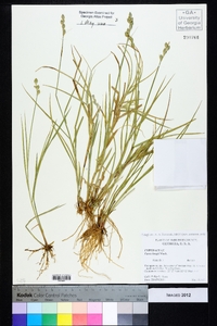 Carex longii image