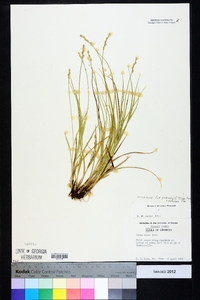 Carex longii image