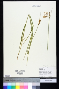 Carex longii image