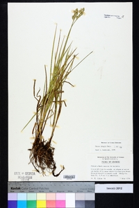 Carex longii image