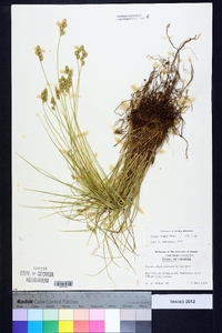 Carex longii image