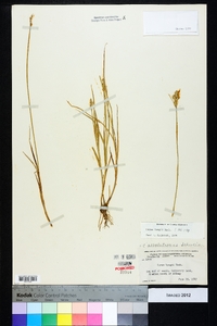 Carex longii image