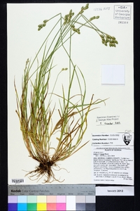 Carex longii image