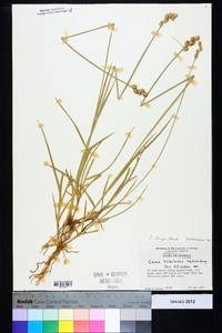 Carex longii image