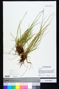 Carex longii image