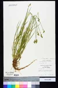 Carex longii image