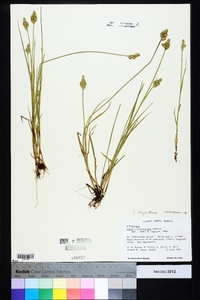 Carex longii image