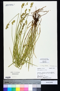 Carex longii image