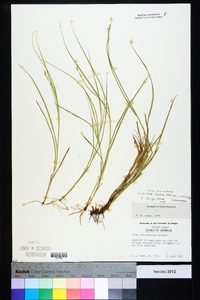 Carex longii image