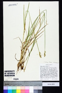 Carex longii image