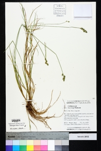 Carex longii image