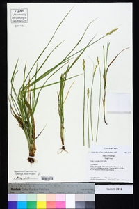 Carex longii image