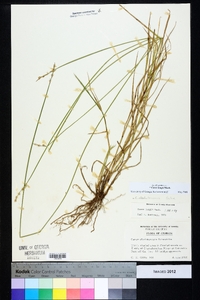 Carex longii image