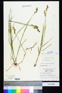 Carex longii image