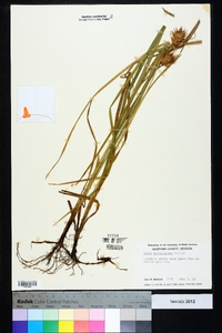 Carex louisianica image