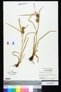 Carex louisianica image