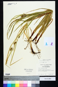 Carex louisianica image