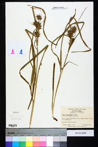 Carex louisianica image