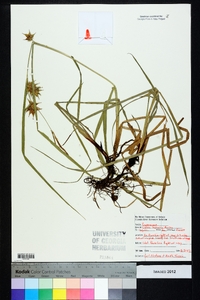 Carex louisianica image