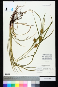 Carex louisianica image