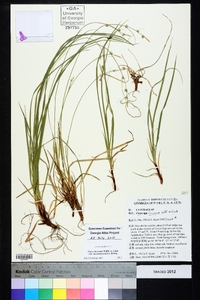 Carex lucorum image