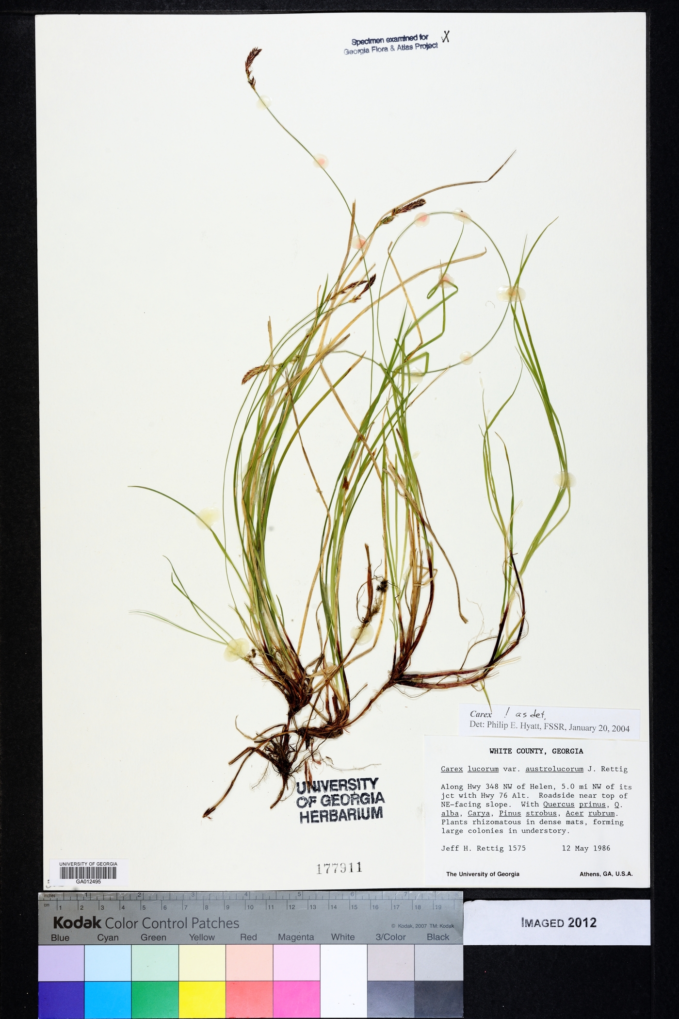 Carex lucorum image