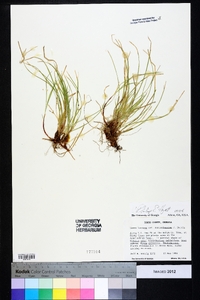 Carex lucorum image