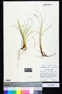 Carex lucorum image