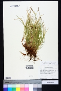 Carex lucorum var. austrolucorum image