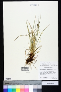 Carex lucorum image