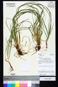 Carex lucorum image