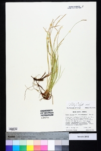 Carex lucorum var. austrolucorum image