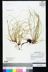 Carex lucorum image