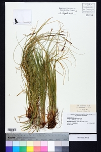 Carex lucorum image