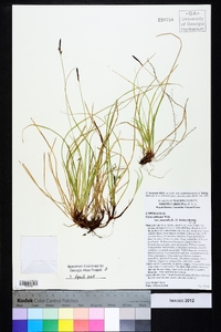 Carex lucorum image